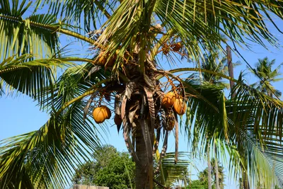 DSC_8314 (Large).JPG